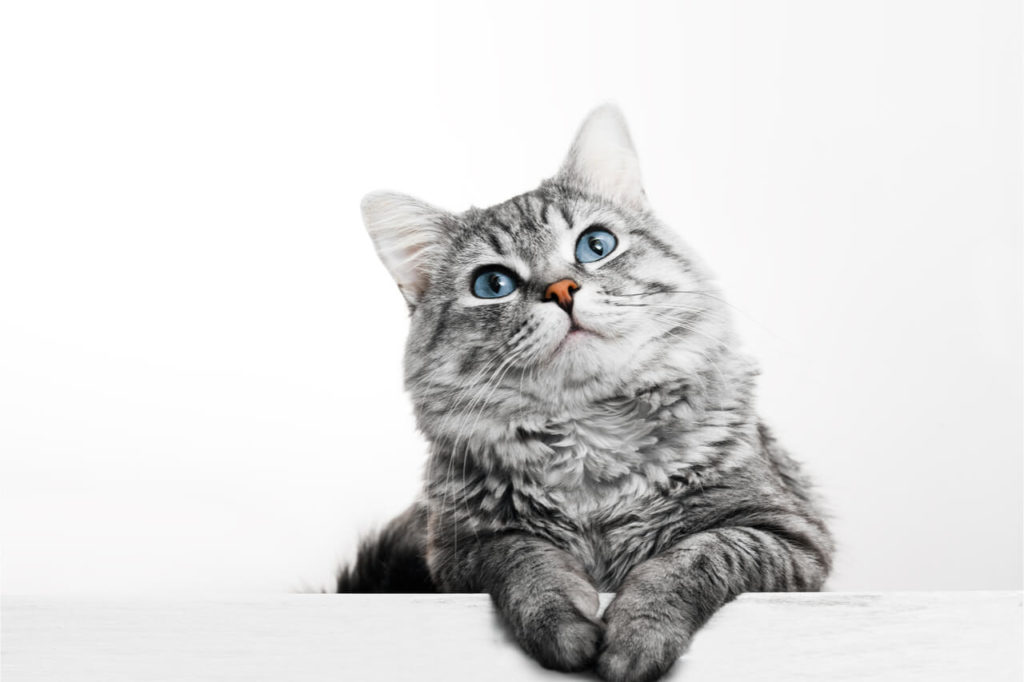Is Your Cat Foaming At The Mouth? 5 Reasons Why