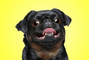 Dog Has Runny Nose and Eye Discharge colds