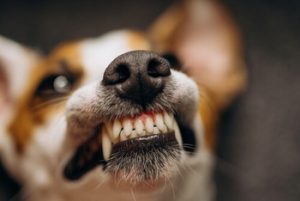 Dog Has Runny Nose and Eye Discharge teeth