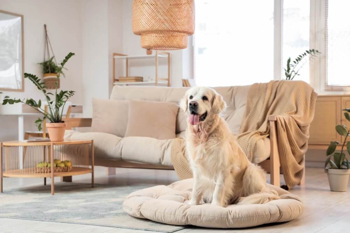 Dog Has Runny Nose and Eye Discharge
