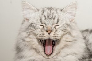 why does my cat have goopy eyes squint