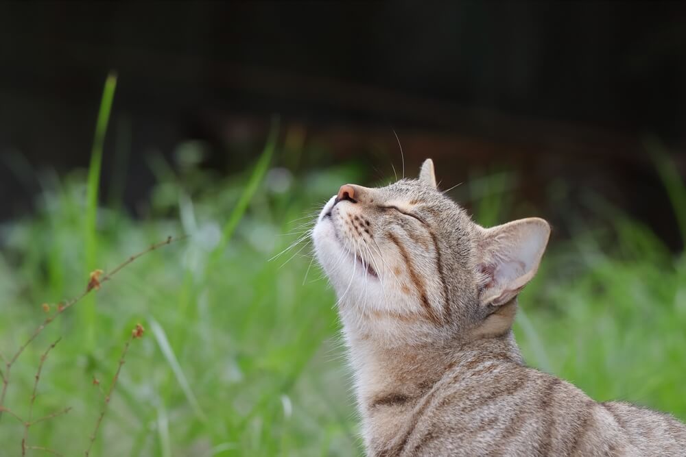 Why Does My Cat Have Goopy Eyes?
